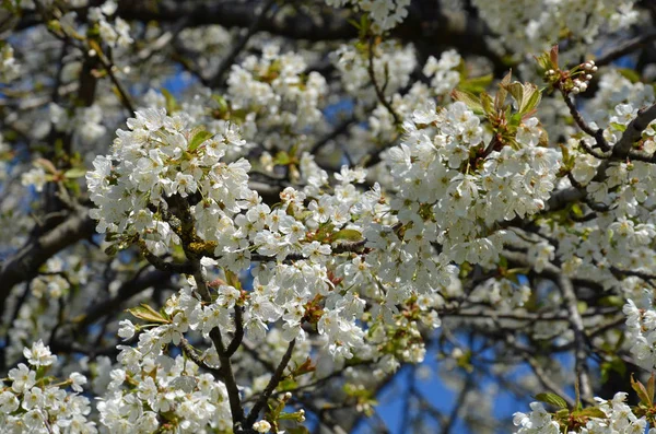 Jarní Strom Květiny Větvích Třešňové Květy — Stock fotografie