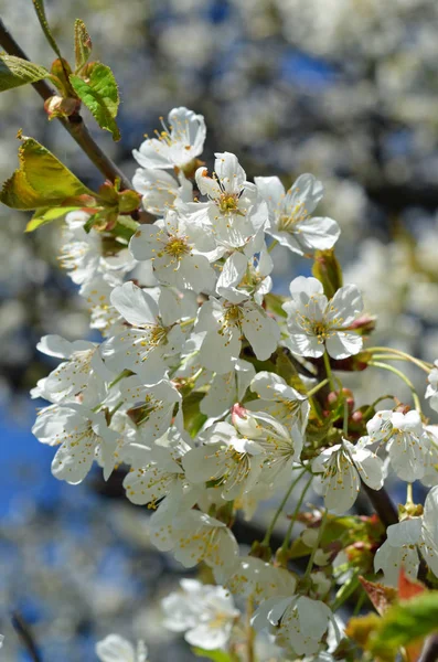 春の木枝の花桜 — ストック写真