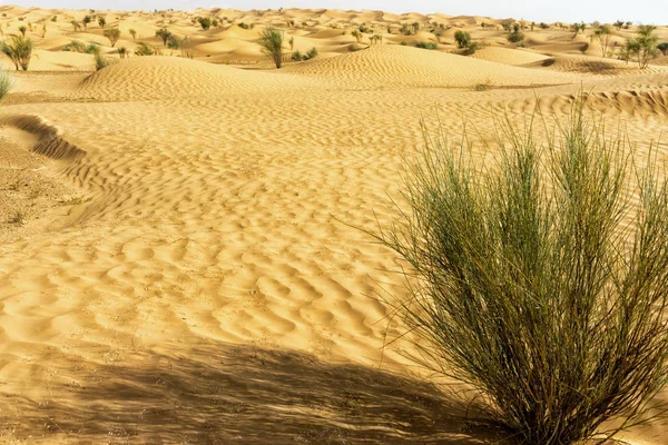 Dunas Cubiertas Por Pequeños Arbustos Desierto Del Sahara Túnez —  Fotos de Stock