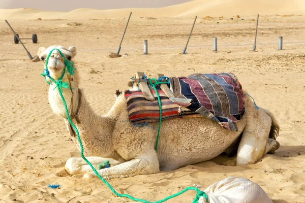 Fecho Camelo Branco Deserto Ong Jemel Tunísia — Fotografia de Stock