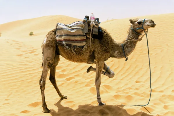 Wielbłąda Tłem Wydm Saharze Tunezja — Zdjęcie stockowe