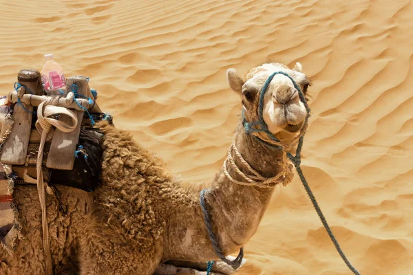 Cierre Camello Con Dunas Fondo Desierto Del Sahara Túnez —  Fotos de Stock