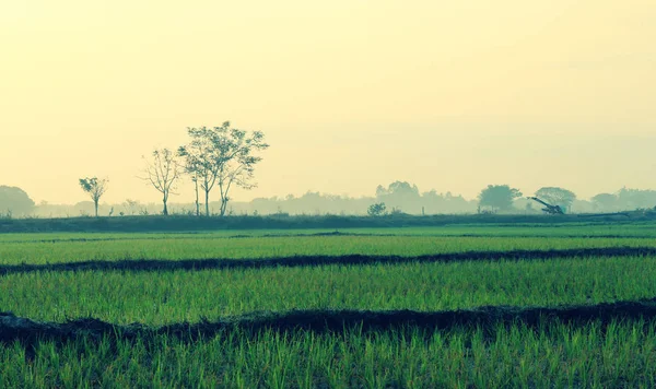 Poranne Słońce Polu Ryżowym Poza Miastem Vientiane Laos — Zdjęcie stockowe