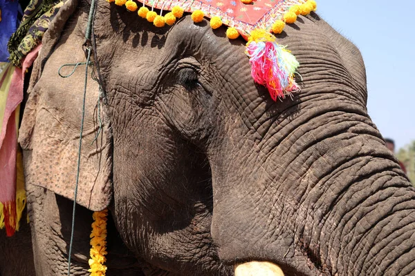 Decoração Colorida Elefante Espetáculo Durante Festival Elefante Província Sayaboury Laos — Fotografia de Stock