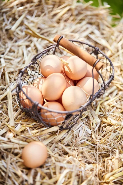 Small wire basket filled with fresh brown eggs nestling in straw on display at farmers market or while collecting them in a farmyard
