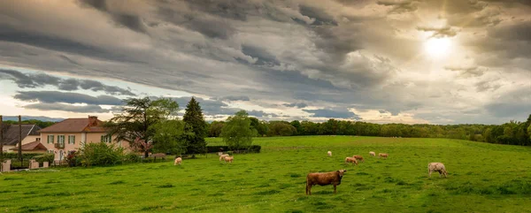 牛と脅かす曇り空 風景の上の雲を脅かす — ストック写真
