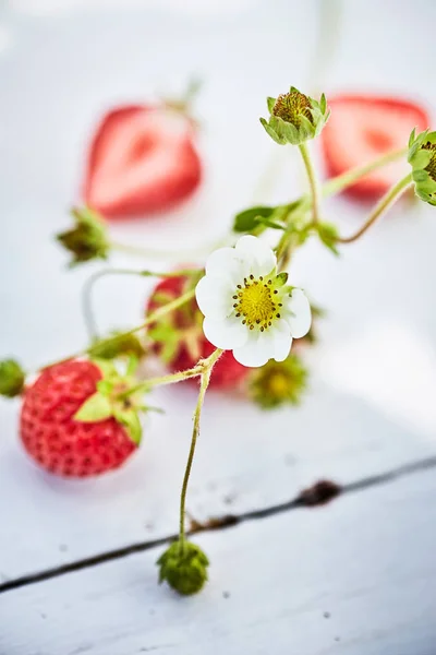 Fresas Frescas Enteras Cortadas Por Mitad Flor Planta Fresa Blanca — Foto de Stock