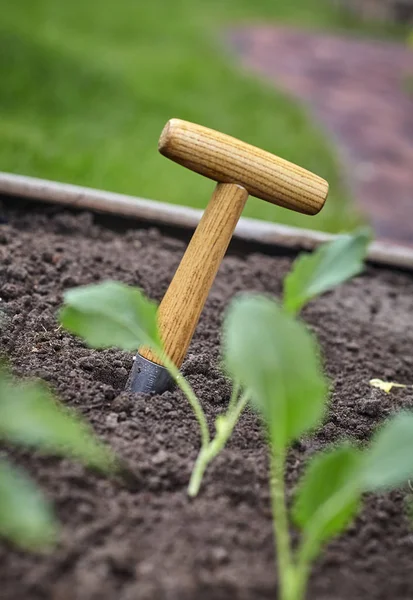 Petit Augur Avec Manche Bois Terre Fertile Extérieur Dans Jardin — Photo