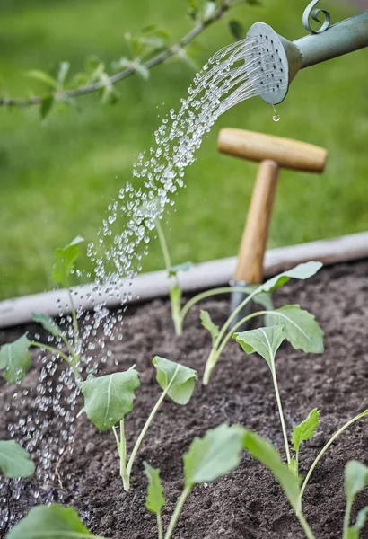 Jardinier Arrosage Des Semis Avec Arrosoir Vue Rapprochée Sur Bec — Photo