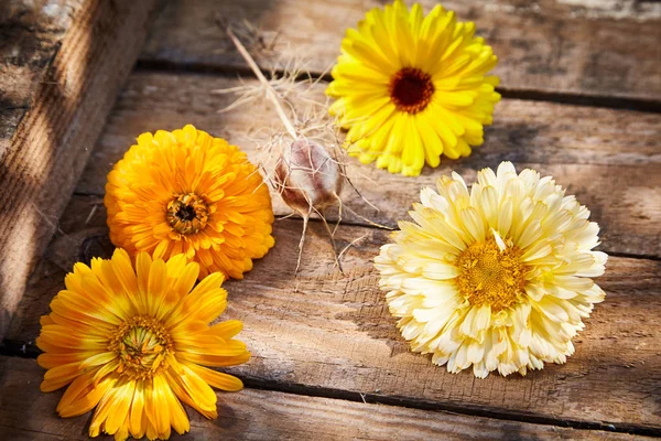 Quatro Flores Coloridas Primavera Ornamental Amarelo Dourado Laranja Fundo Caixa — Fotografia de Stock