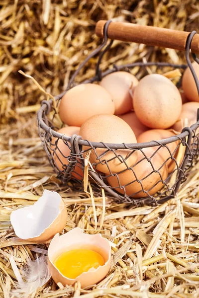 Basketful of brown hens eggs on straw with one broken open to show the yellow yolk in a healthy diet and fresh farm produce concept