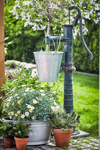 Weiße Frühlingsmargeriten Wachsen Einer Metallwanne Unter Einem Hängenden Verzinkten Eimer — Stockfoto