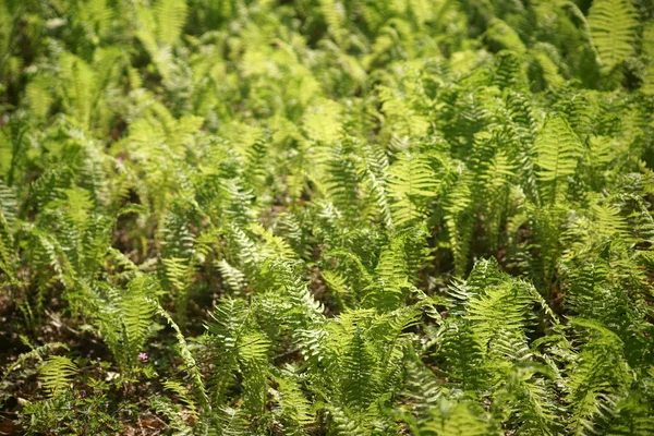 Campo Con Felce Europea Felce Struzzo Sul Pavimento Della Foresta — Foto Stock