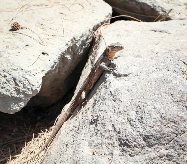 石の上の太陽のトカゲの詳細 — ストック写真
