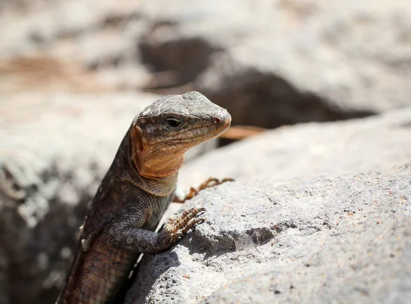 Detalhe Lagarto Sol Uma Pedra — Fotografia de Stock