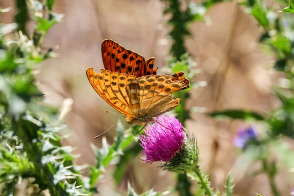 Nahaufnahme Eines Schmetterlings Der Auf Einer Pflanze Wandert — Stockfoto