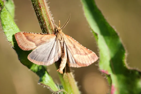 Bir Kelebeğin Yakın Çekimi Bir Bitkinin Üzerinde Başıboş Dolaşması — Stok fotoğraf
