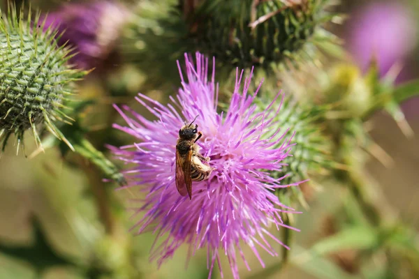 Zbliżenie Pszczoły Insekt Roślinie — Zdjęcie stockowe