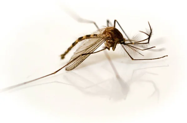 Макрос Комара Білому Тлі — стокове фото