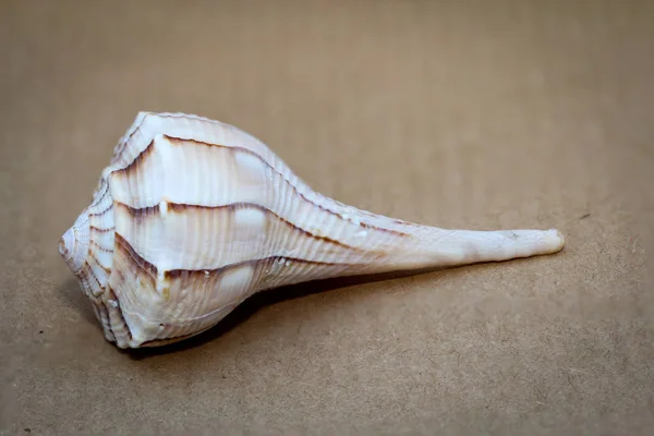 Detail Van Een Schelp Resten Van Een Schelp — Stockfoto