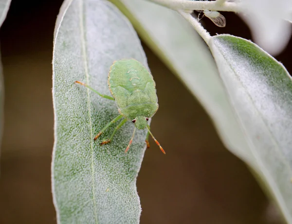 Insecte Scarabée Sur Une Plante — Photo