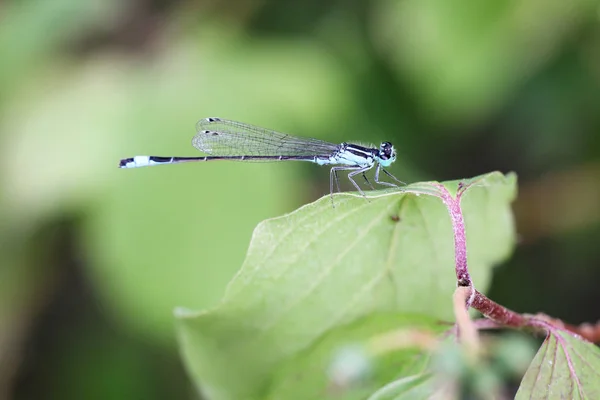 Dragonfly Basks Midday Sun — стоковое фото