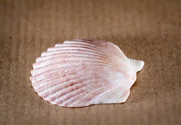 Détail Une Coquille Restes Une Coquille — Photo