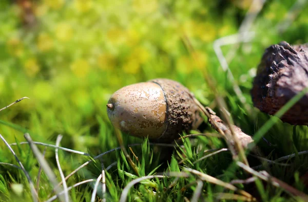 Meşe Palamudu Meşe Palamudu — Stok fotoğraf