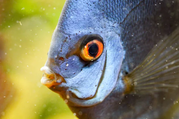 Detta Närbild Diskus Fisk — Stockfoto