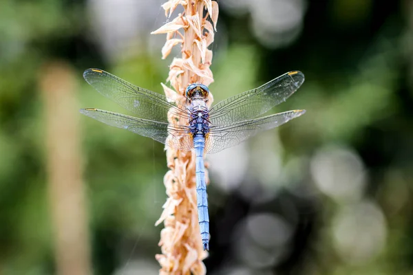 Eine Libelle Sonnt Sich Der Mittagssonne — Stockfoto