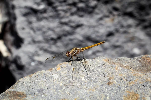 Dragonfly Basks Midday Sun — стоковое фото