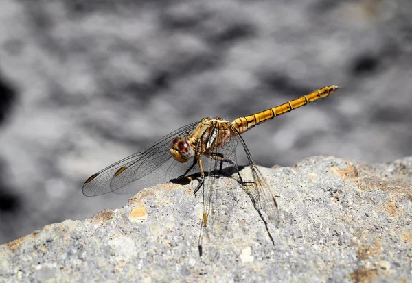 Dragonfly Basks Midday Sun — стоковое фото