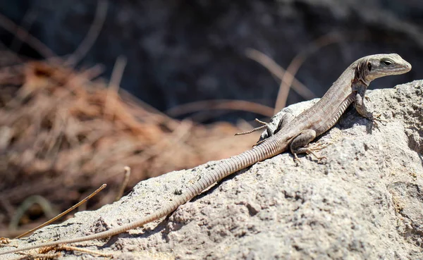 Detalhe Lagarto Sol Uma Pedra — Fotografia de Stock