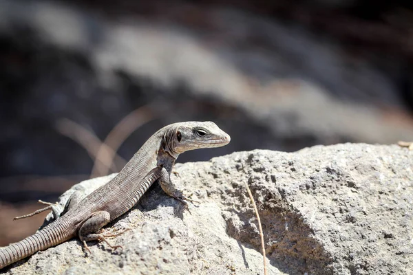 Detalhe Lagarto Sol Uma Pedra — Fotografia de Stock