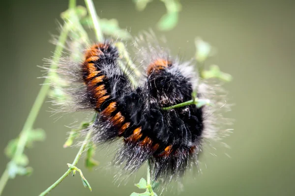 Chenille Teigne Mûre — Photo