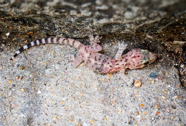 Detail Lizard Sun Stone — Stock Photo, Image