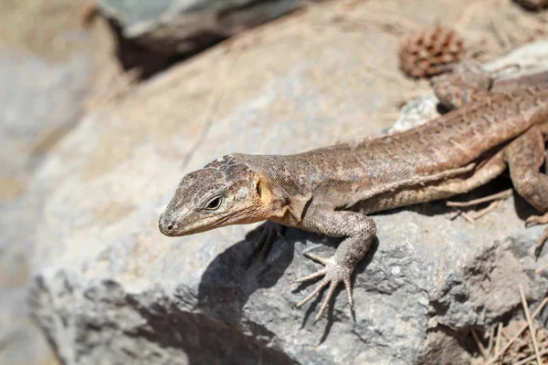 Detalhe Lagarto Sol Uma Pedra — Fotografia de Stock