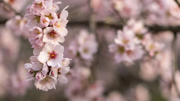 Cherry Blossoms Tree Flowers Spring — Stock Photo, Image