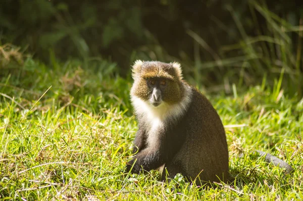 Macaco Sykes Cercopithecus Frontalis Sentado Grama Aberdare National Park Kenya — Fotografia de Stock