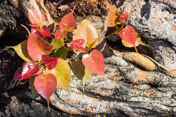 Las Hojas Jóvenes Del Hermoso Colorido Árbol Bodhi Cuando Exponen —  Fotos de Stock