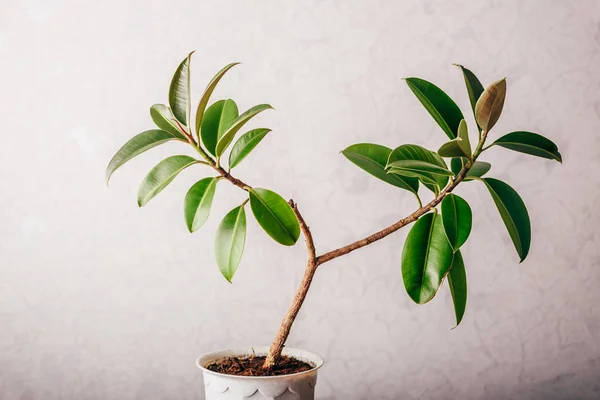 Ficus Plant Witte Pot Lichte Achtergrond — Stockfoto
