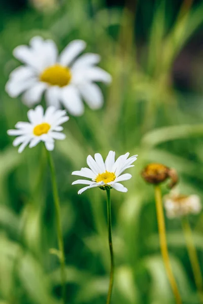 Weide Daisy Bloem Zonnige Dag Onscherpe Achtergrond — Stockfoto