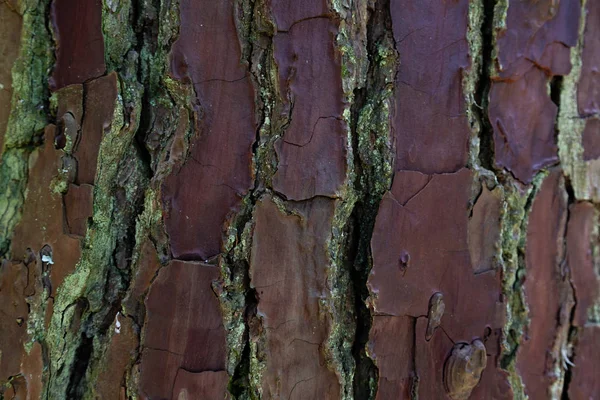 抽象木背景从木棕色树皮纹理 — 图库照片