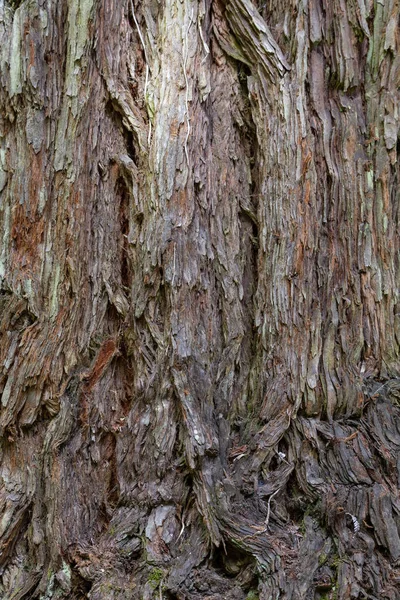 질감에서 추상나무 — 스톡 사진