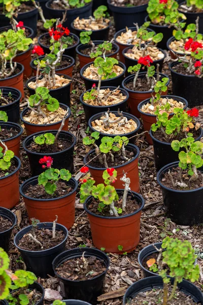 Semis Plantes Pots Pour Jardinage Agriculture Agriculture — Photo