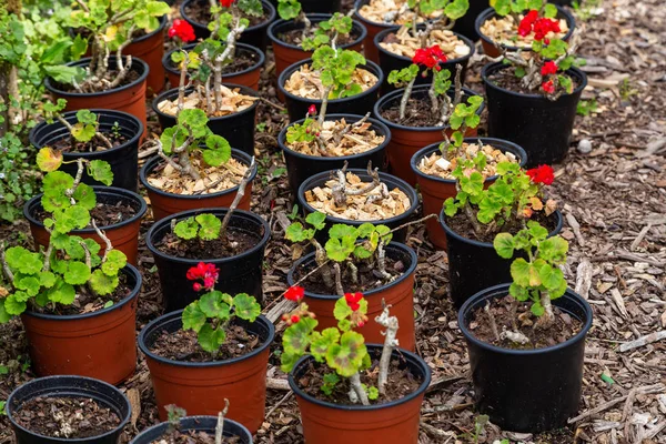 Aussaat Von Pflanzen Töpfen Für Garten Landwirtschaft Landwirtschaft — Stockfoto