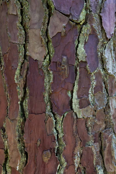 Absztrakt Fából Készült Háttér Barna Kéreg Textúra — Stock Fotó