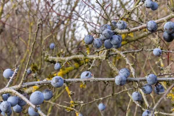 Blackthorn Twigs Ripe Blue Berries Autumn Time — Stock Photo, Image
