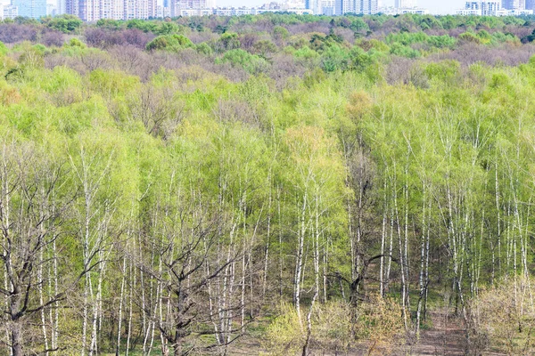 Навесні Над Міським Парком Першим Зеленим Листям Москві — стокове фото