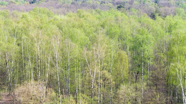 Aerial View Birch Trees First Green Leaves Forest Sunny Spring — Stock Photo, Image